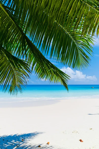 Tropical beach Royalty Free Stock Images