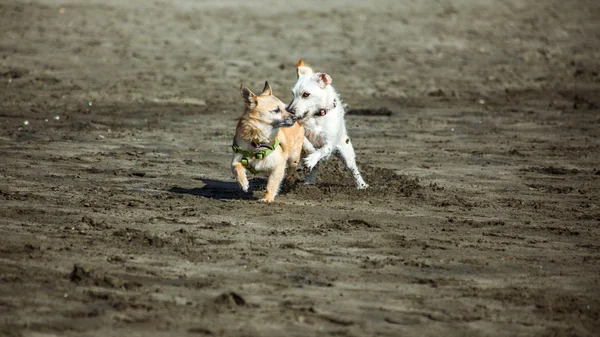 Cães na praia — Fotografia de Stock