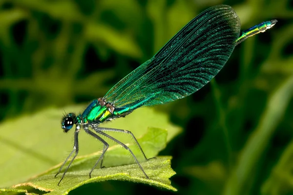 Green dragonfly — Stock Photo, Image