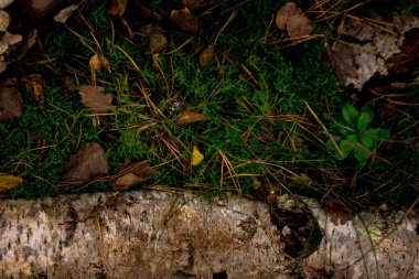 Ormanda yapraklar, yosunlar ve dallar var. Düz çizgi. kopyalama alanı