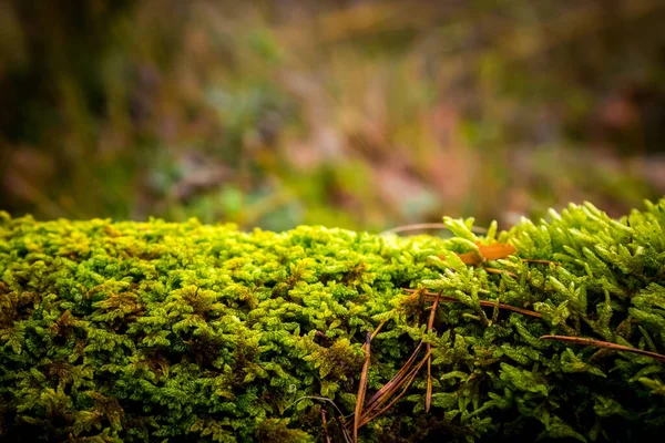 Ormanda yakın plan yeşil yosun. kopyalama alanı