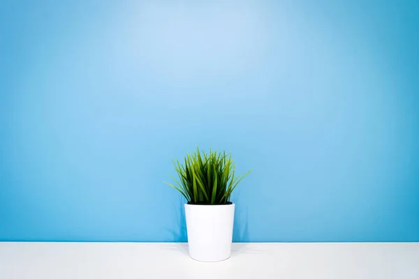 Зеленое Растение Белом Горшке Голубой Стены Copyspace Внутреннем Фоне Минимализм — стоковое фото