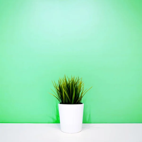 Yeşil bir duvarın arkasında beyaz bir saksıda yeşil bir bitki. çoklu uzay. İç arka plan. Minimalizm. kare resim