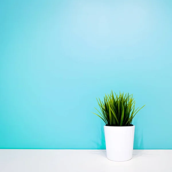 Зеленое Растение Белом Горшке Фоне Бирюзовой Стены Copyspace Внутреннем Фоне — стоковое фото