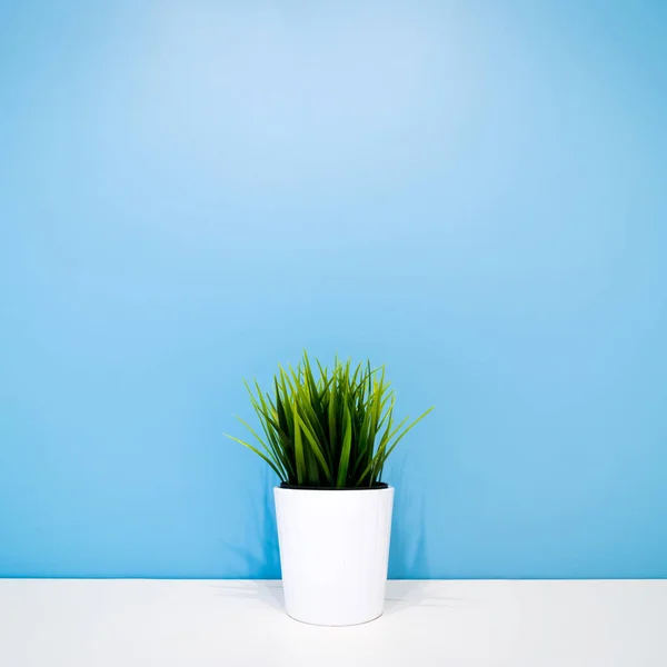 Зеленое Растение Белом Горшке Голубой Стене Copyspace Внутреннем Фоне Минимализм — стоковое фото