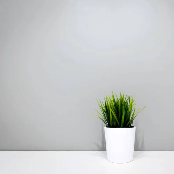 Zöld Növény Egy Fehér Edényben Egy Szürke Fal Hátterében Másolótér — Stock Fotó