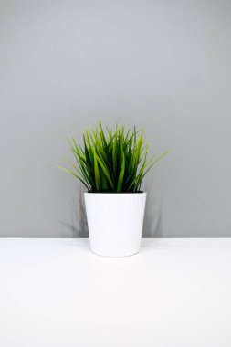 Gri bir duvarın arka planında beyaz bir saksının içindeki yeşil bitki. çoklu uzay. İç arka plan. Minimalizm. Mobil aygıtlar için çerçeve oranı