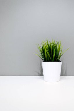 Gri bir duvarın arka planında beyaz bir saksının içindeki yeşil bitki. çoklu uzay. İç arka plan. Minimalizm. Mobil aygıtlar için çerçeve oranı