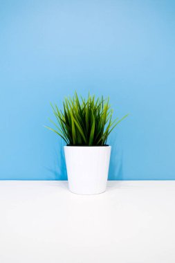 Mavi duvara karşı beyaz tencerede yeşil bir bitki. çoklu uzay. İç arka plan. Minimalizm. Mobil aygıtlar için çerçeve oranı