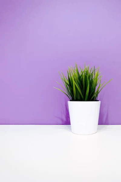 Зеленое Растение Белом Горшке Фоне Фиолетовой Стены Copyspace Внутреннем Фоне — стоковое фото