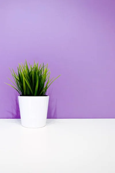 Зеленое Растение Белом Горшке Фоне Фиолетовой Стены Copyspace Внутреннем Фоне — стоковое фото