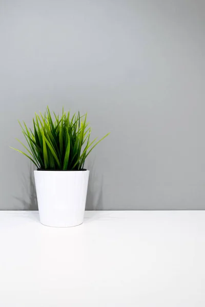 Зеленое Растение Белом Горшке Фоне Серой Стены Copyspace Внутреннем Фоне — стоковое фото