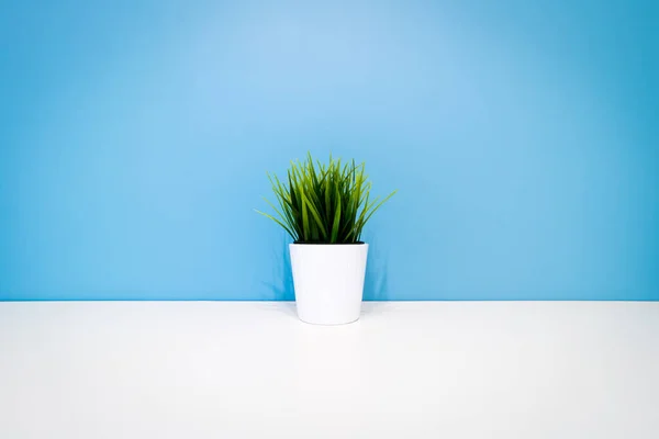 Зеленое Растение Белом Горшке Голубой Стены Copyspace Внутреннем Фоне Минимализм — стоковое фото