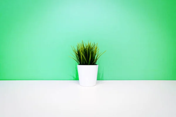 Зеленое Растение Белом Горшке Фоне Зеленой Стены Copyspace — стоковое фото