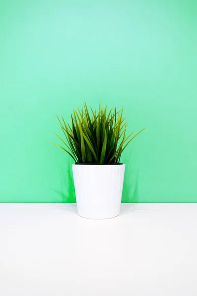 Зеленое Растение Белом Горшке Фоне Зеленой Стены Copyspace Внутреннем Фоне — стоковое фото