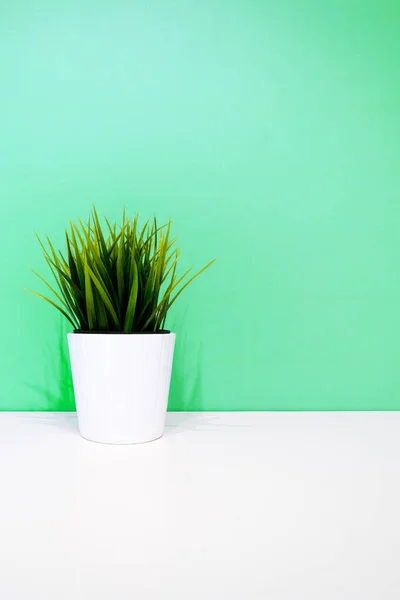 Зеленое Растение Белом Горшке Фоне Зеленой Стены Copyspace Внутреннем Фоне — стоковое фото