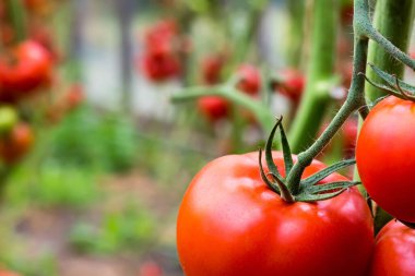 Olgun kırmızı domatesler bir serada bir dala asılı. Yakın plan. kopyalama alanı