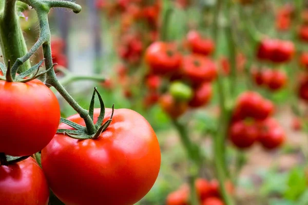 Mogna Röda Tomater Hänger Gren Ett Växthus Närbild Copyspace — Stockfoto