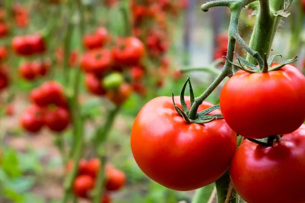 Olgun kırmızı domatesler bir serada bir dala asılı. Yakın plan. kopyalama alanı