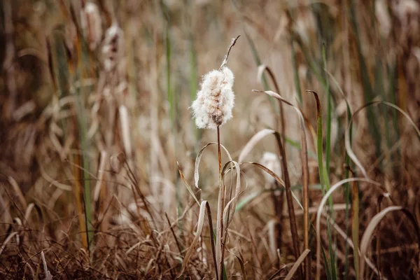 Otoño hierba y frash idílico escena de la mañana —  Fotos de Stock