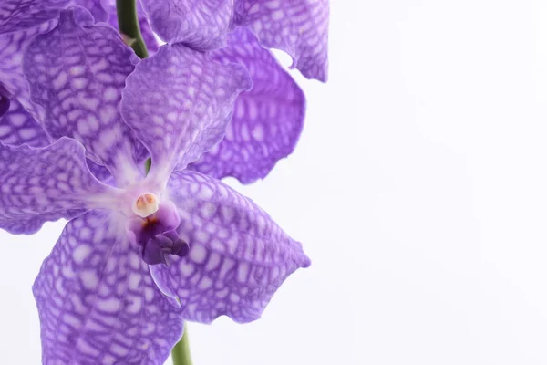 Orchidea vanda — Foto de Stock