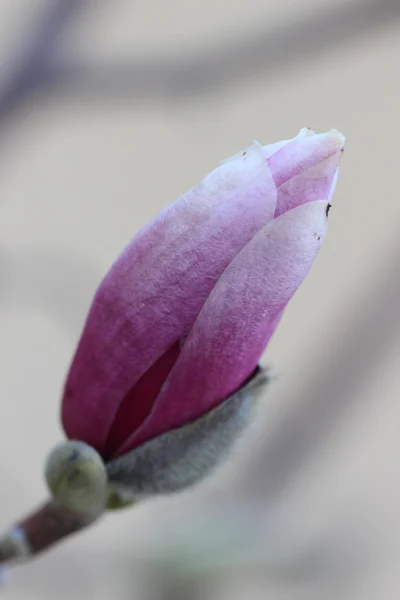 Magnolia blossom Soulangeana — Stock Photo, Image