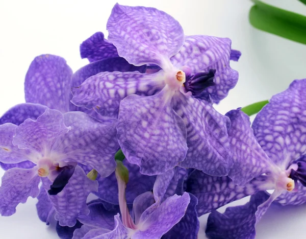 Orquídea azul, flor tropical — Foto de Stock