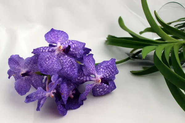 Orquídea azul, flor tropical — Foto de Stock