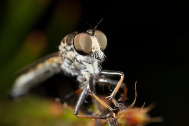 Dragon fly makro çekim