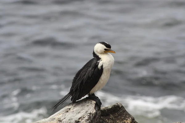 Un ave cormorán se sienta en las rocas — Foto de Stock