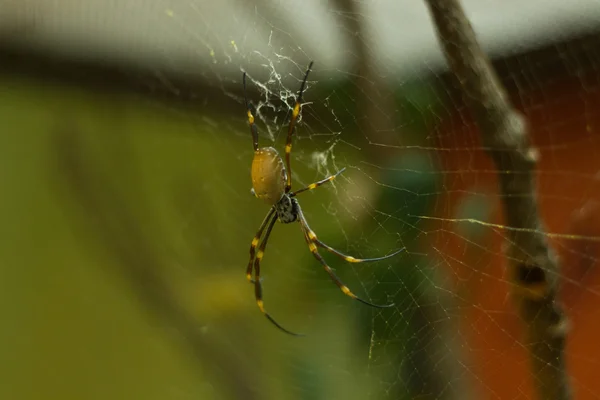 Золотий orb павук — стокове фото
