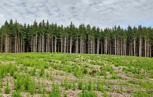 Photo Countryside Summerczech Republic Nature — Fotografia de Stock