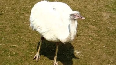 Büyük Rhea ( Rea americana )