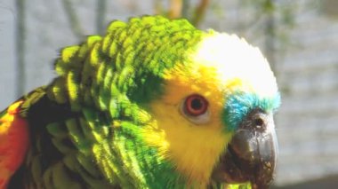 evcil papağan yakın çekim