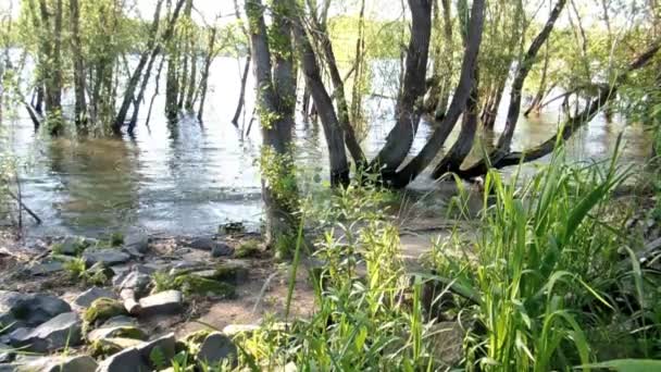 Flooded banks of the Rhine — Stock Video