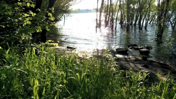 Flooded shoreline of the river Rhine — Stock Video