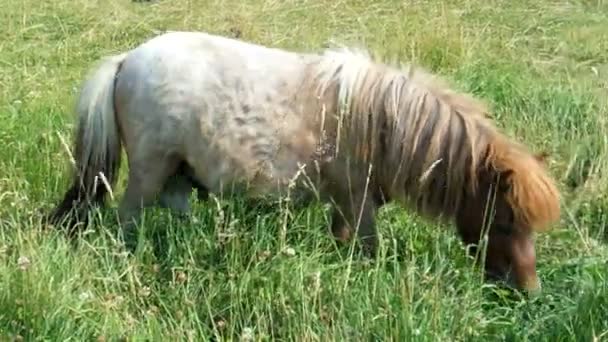 poney