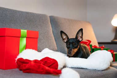 Kanepede siyah ve minyatür pinscher, hediye ve hediye paketi evcil hayvanın etrafına sarılmış yeşil kağıt. Yeni yıl ve Noel tatili kavramı