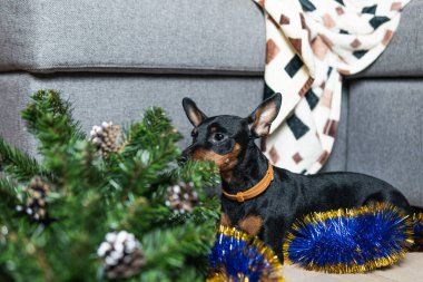 Komik köpek minyatür pinscher odayı dağıtmış ve Noel ağacıyla oynamış. Yavru köpek evde yalnız. Yalnız hayvanlar konsepti