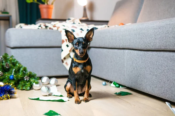 Funny dog miniature pinscher made a mess in the room and play with Christmas tree. Puppy at home alone. Lonely pets concept