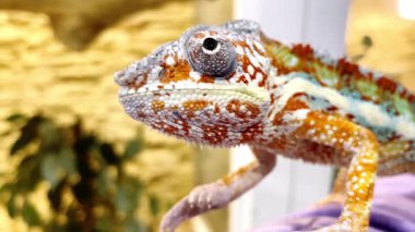 Temas hayvanat bahçesinde renkli, parlak, çok renkli derili bukalemun panteri, yakın plan. Egzotik sürüngen