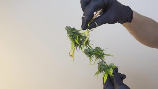 特写人手与黑色手套修剪大麻植物 收获和修剪大麻植物 在室内 种植大麻植物用于生产草药替代药物和Cbd油的概念 — 图库视频影像
