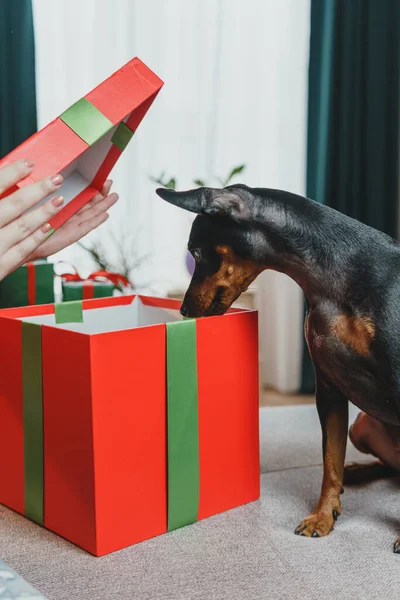 Счастливая Молодая Женщина Дарит Подарок Своей Собаке Подарочной Коробки Концепция — стоковое фото