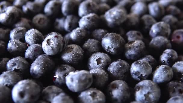 Freshly Picked Juicy Blueberries Background Flat Lay Blueberries Texture Concept — Stock video