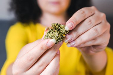 Yetişkin bir kadın elinde tıbbi marihuana tomurcukları tutuyor. Bitkisel ve alternatif tıp kavramı