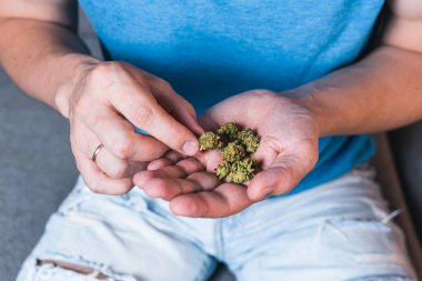 Yetişkin bir adam elinde tıbbi marihuana tomurcukları tutuyor. Yaklaş. Bitkisel ve alternatif tıp kavramı