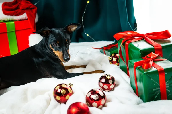 Портрет Смешной Собаки Миниатюрный Пинчер Играет Рождественским Мячом Вокруг Подарочных — стоковое фото