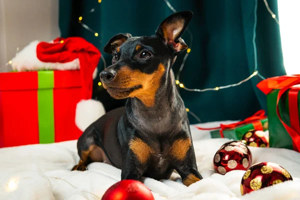 Портрет Смішного Собаки Мініатюрного Пінчера Який Грає Різдвяним Ячем Навколо — стокове фото