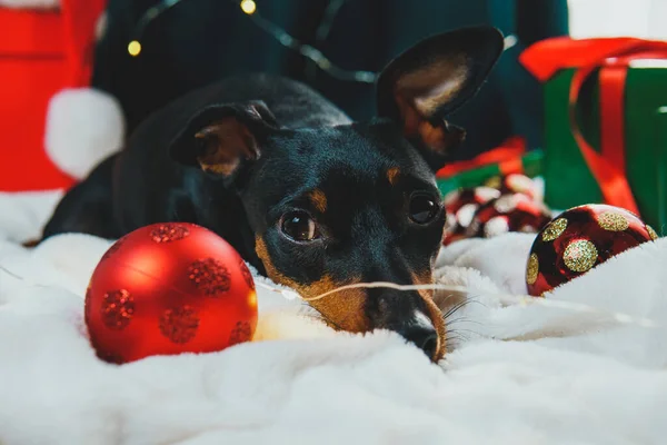Porträt Eines Lustigen Hund Miniatur Pinschers Der Mit Weihnachtskugel Geschenkschachteln — Stockfoto