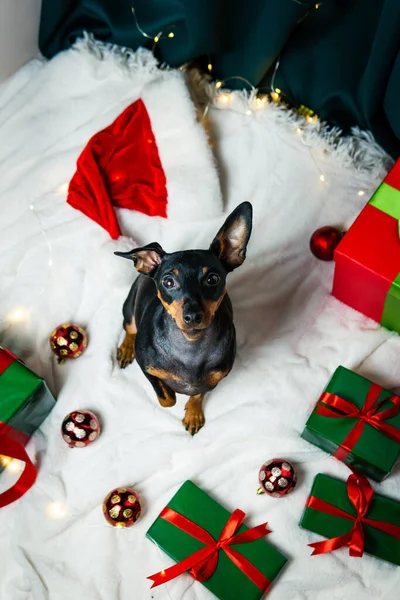 Портрет Смешной Собаки Миниатюрный Пинчер Играет Рождественским Мячом Вокруг Подарочных — стоковое фото